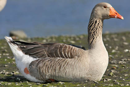 Greylag Goose Picture @ Kiwifoto.com