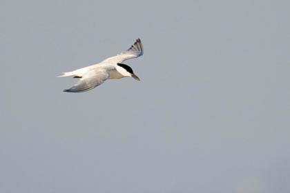 Gull-billed Tern Picture @ Kiwifoto.com