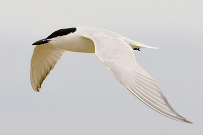 Gull-billed Tern Picture @ Kiwifoto.com