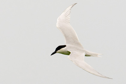 Gull-billed Tern Photo @ Kiwifoto.com