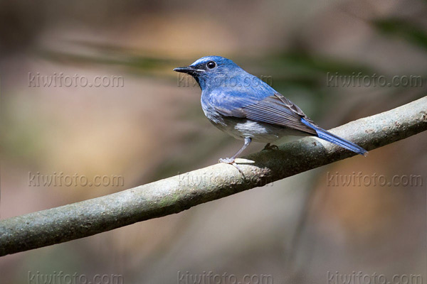 Hainan Blue-Flycatcher Photo @ Kiwifoto.com