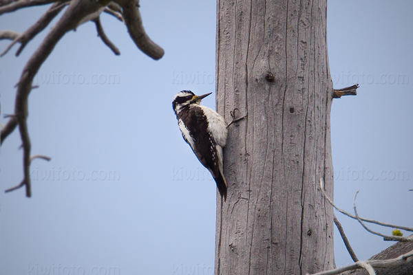 Hairy Woodpecker Photo @ Kiwifoto.com
