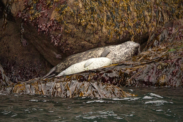 Harbor Seal Photo @ Kiwifoto.com