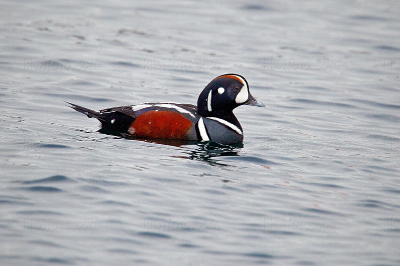 Harlequin Duck @ Rausu, Hokkaido, Japan