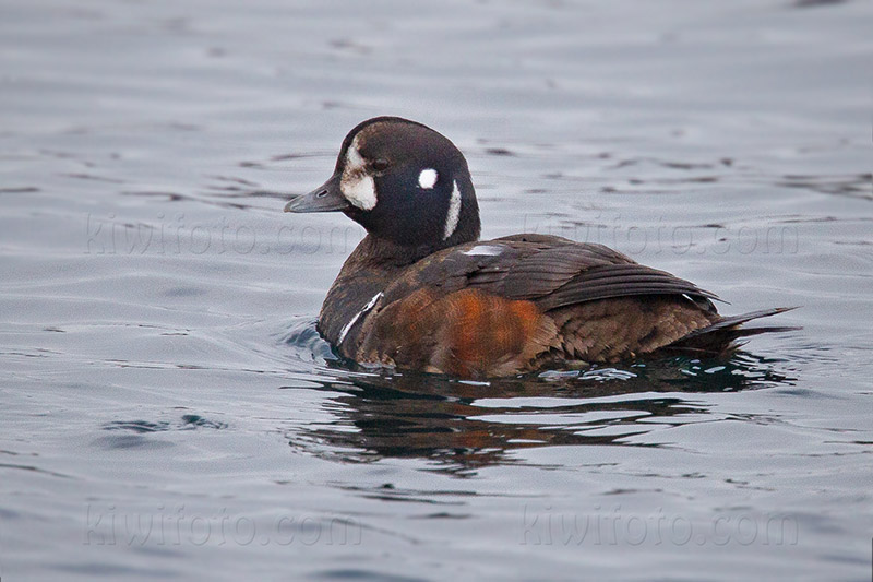 Harlequin Duck Photo @ Kiwifoto.com