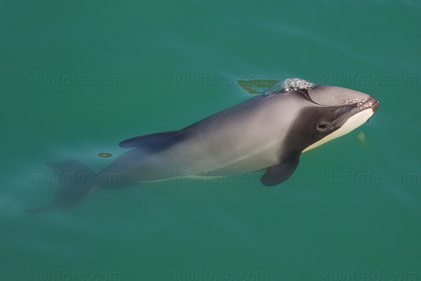 Hector's  Dolphin Picture @ Kiwifoto.com