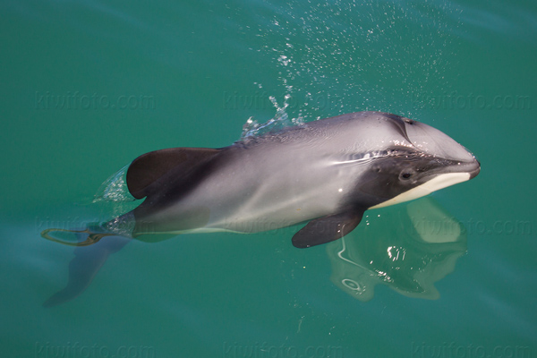 Hector's  Dolphin Image @ Kiwifoto.com