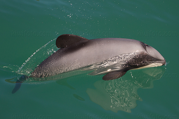 Hector's  Dolphin Image @ Kiwifoto.com