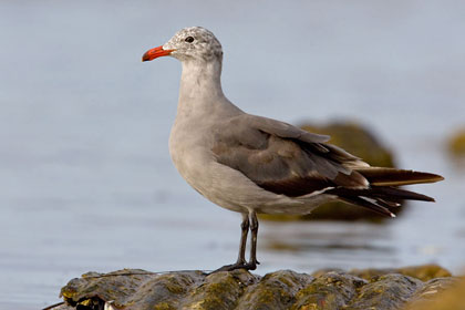 Heermann's Gull Photo @ Kiwifoto.com