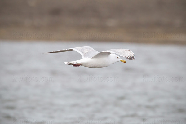 Herring Gull Picture @ Kiwifoto.com