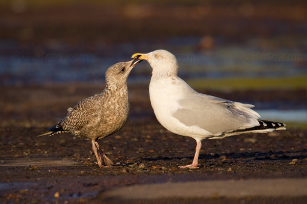 Herring Gull Image @ Kiwifoto.com