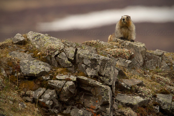 Hoary Marmot Photo @ Kiwifoto.com