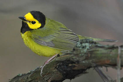 Hooded Warbler Picture @ Kiwifoto.com