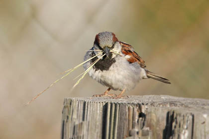 House Sparrow Picture @ Kiwifoto.com