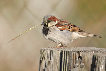 House Sparrow Picture @ Kiwifoto.com