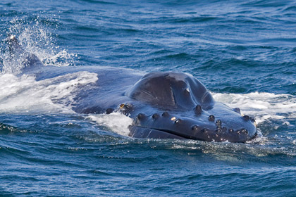 Humpback Whale Image @ Kiwifoto.com
