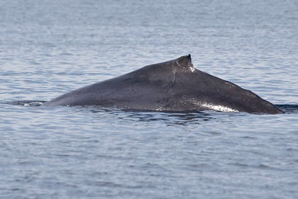 Humpback Whale Picture @ Kiwifoto.com