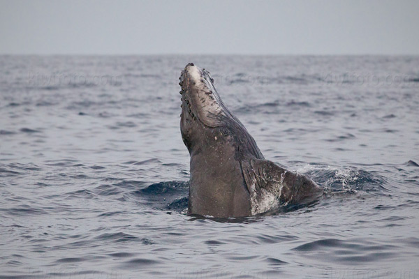 Humpback Whale Picture @ Kiwifoto.com