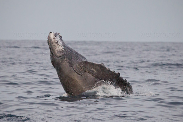 Humpback Whale Photo @ Kiwifoto.com
