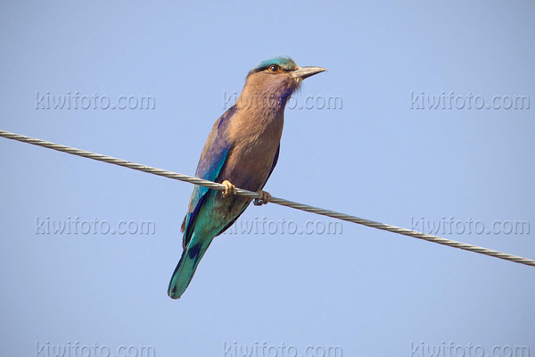 Indian Roller Picture @ Kiwifoto.com
