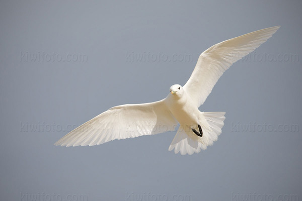 Ivory Gull Image @ Kiwifoto.com