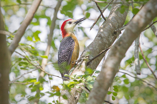 Jamaican Woodpecker Photo @ Kiwifoto.com