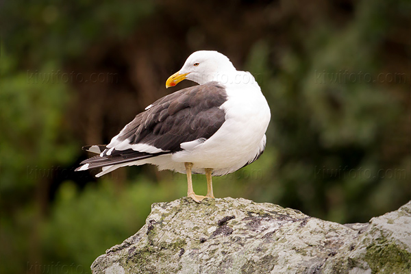 Kelp Gull (Southern Black-backed Gull 'Karoro')