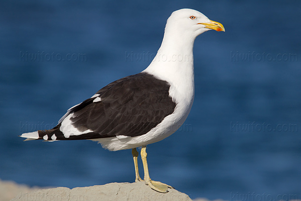 Kelp Gull (Southern Black-backed Gull 'Karoro')