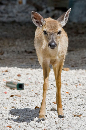 Key Deer Photo @ Kiwifoto.com