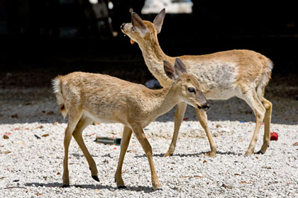 Key Deer Picture @ Kiwifoto.com