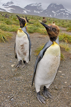 King Penguin Photo @ Kiwifoto.com
