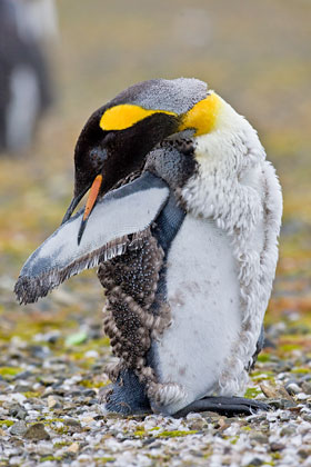King Penguin Photo @ Kiwifoto.com