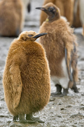 King Penguin Picture @ Kiwifoto.com