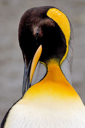King Penguin Image @ Kiwifoto.com