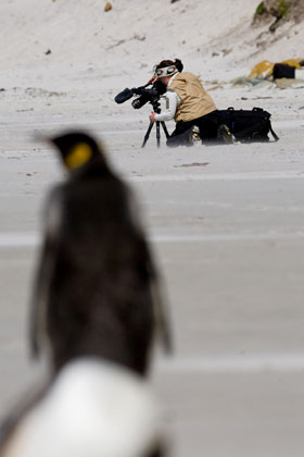 King Penguin Picture @ Kiwifoto.com