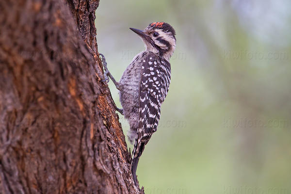 Ladder-backed Woodpecker Image @ Kiwifoto.com