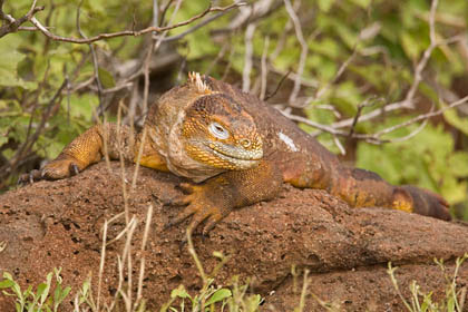 Land Iguana Image @ Kiwifoto.com