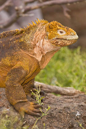 Land Iguana Picture @ Kiwifoto.com