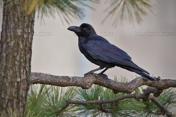 Large-billed Crow Photo @ Kiwifoto.com