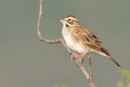 Lark Sparrow Picture @ Kiwifoto.com