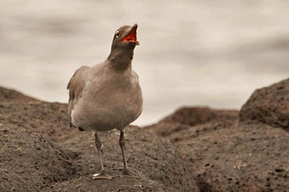 Lava Gull Picture @ Kiwifoto.com