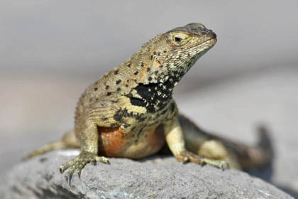 Lava Lizard (Espanola  Microlophus delanonis)