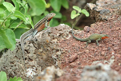 Lava Lizard Picture @ Kiwifoto.com