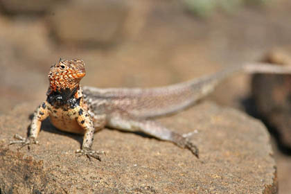 Lava Lizard (Galapagos  Microlophus albemarlensis)