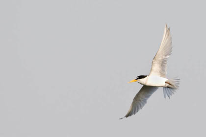 Least Tern Photo @ Kiwifoto.com