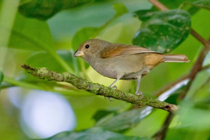 Lesser Antillean Bullfinch Picture @ Kiwifoto.com