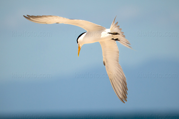Lesser Crested Tern Picture @ Kiwifoto.com