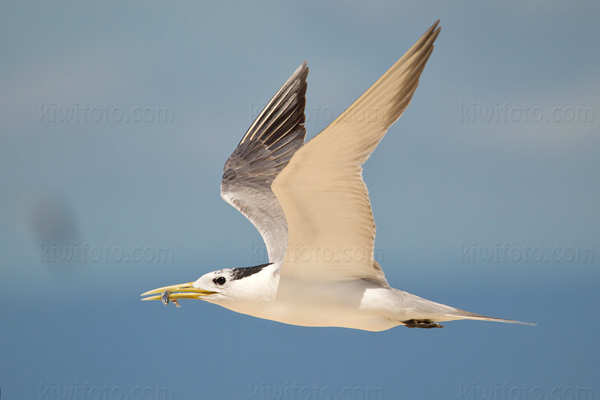 Lesser Crested Tern Photo @ Kiwifoto.com