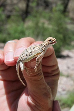 Lesser Earless Lizard (gravid female)