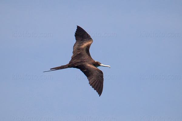 Lesser Frigatebird Image @ Kiwifoto.com